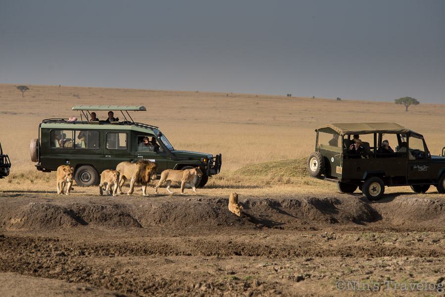 photographing the family of lions  is almost impossible without vehicle around it....