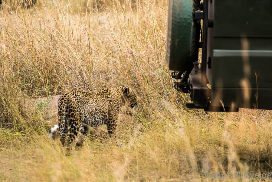 Stalking for it's pry is difficult for this leopard as those vehicle blocking it's view