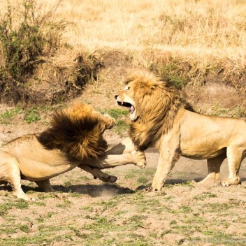 During mating season occasionally there are few seconds of fight over a female lion