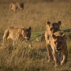A walk of family of lions, consist of several female lions and their off springs