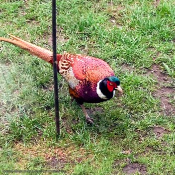 The very beautiful pheasant also looking for any left overs
