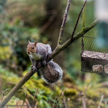 Sneaky squirrel acrobating around to get to the birds feeder